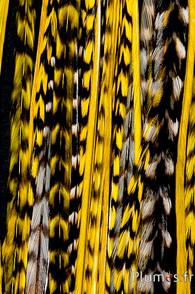 Coq grizzly mèche de 3 plumes - 20-30 cm - jaune